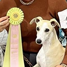 Rousey - Whippet