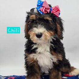 Chili - Tri-color female Bernedoodle puppy in Neillsville, Wisconsin from Granton Creek