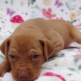 Pup male 3 green - Golden rust male Vizsla puppy in New London, Iowa from Circle Bar J