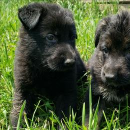 Luna - Black and tan female German Shepherd puppy in Darlington, Wisconsin from Outlier Kennel