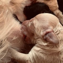 Goldendoodle Puppies from Cruella’s Doodles