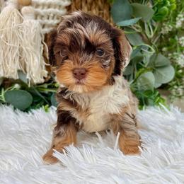 Biscotti - Chocolate and white male Havapoo puppy in Dothan, Alabama from Snickerdoodles