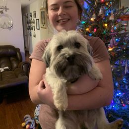 Havanese Puppies from Homefull of Havanese