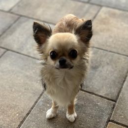Skye - Chihuahua