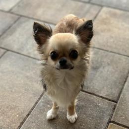 Skye - Chihuahua