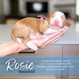 Girl 2 - female Bernedoodle puppy in South Jordan, Utah from Wonderful World Doodles