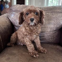 Oakley - Cavapoo