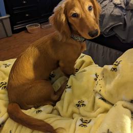 Dachshund Puppies from Goldie Girls Ranch Dachshunds