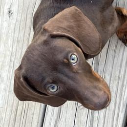 Dixie - Dachshund