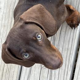 Dixie - Dachshund