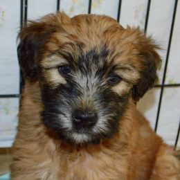 Soft Coated Wheaten Terriers from Sundance Wheatens