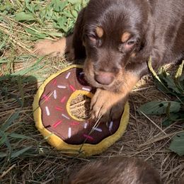 Basset Fauve de Bretagne and Otterhound Puppies from Briarroot Kennel