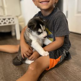 Siberian Husky Puppies from Husky Love and Pups