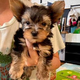 Nox - Blue and gold male Yorkshire Terrier puppy in Yuma, Arizona from Yuma Yorkie