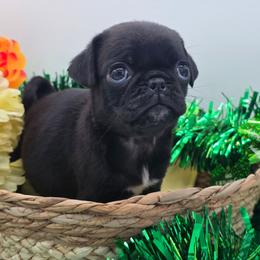 Faith (Girl 1) - Black female Pug puppy in Olin, North Carolina from Piggy Pugs