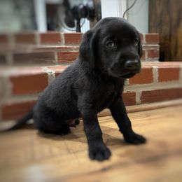 Blaze- Green Collar - Black male Labrador Retriever puppy in Mount Olive, Mississippi from 3 King Kennels