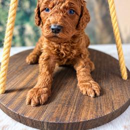 Biscuit - Red  male Goldendoodle puppy in Cleveland, Georgia from The O.G. Doodles
