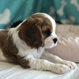 Cavalier King Charles Spaniel Puppies from SoCalCavaliers