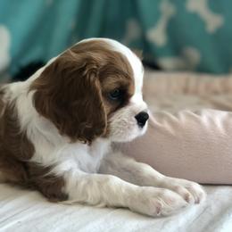 Cavalier King Charles Spaniel Puppies from SoCalCavaliers