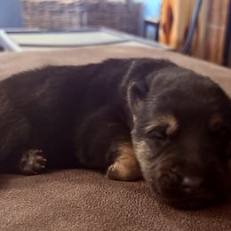 Girl 1 - Black and red female German Shepherd puppy in Carbondale, Kansas from Cunningham German Shepherds, LLC