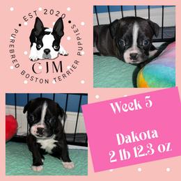 Dakota - Black and white female Boston Terrier puppy in Jupiter, Florida from CJM Boston and Boxer Puppies