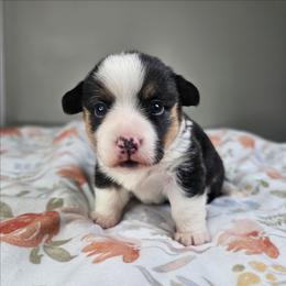 Poppy - Black and tan female American Corgi puppy in Taylorsville, North Carolina from America's Red White and Bluie Corgis