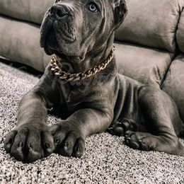 Biewer Terrier, Cane Corso, and Yorkshire Terrier Puppies from Exotic Yorkie Imports & Cessna Cane Corso