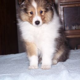 "Fancy" Shetland Sheepdog Puppies from Acres Flats Shelties