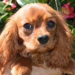 Ruby - Cavalier King Charles Spaniel