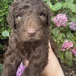 Juniper (Junie) - Chocolate female Labradoodle puppy in Stamford, Connecticut from Doodles of CT