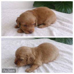 Dachshund Puppies from 4L Doxies