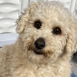 Pembroke Welsh Corgis, Poodles, and Toy Australian Shepherds from Sweet Peach Puppies