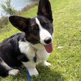 Pike - Cardigan Welsh Corgi