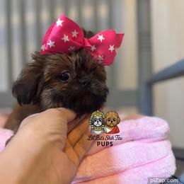 Annie - Gold female Shih Tzu puppy in Walkertown, North Carolina from Lil’ Bit’s Shih Tzu