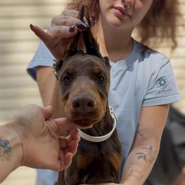 White Collar Girl - Red and rust female Doberman Pinscher puppy in Stow, Ohio from Imperium Dobermann