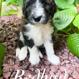 Aussiedoodle Puppies from Ridgeline Doodles