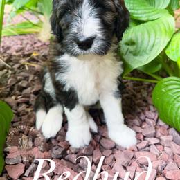Aussiedoodle Puppies from Ridgeline Doodles
