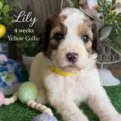 Lily-yellow collar - Mahogany and white female Saint Berdoodle puppy in Paw Paw, Michigan from ProAct Canines