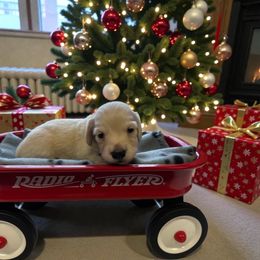 Levi - Cream male Dachshund puppy in Trenton, Kentucky from Promise Land Puppies