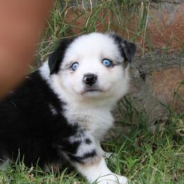 Rubble - Blue merle male Miniature Australian Shepherd puppy in Sonoita, Arizona from Gardner Canyon Kennels