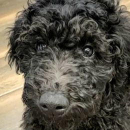 Jenji - Goldendoodle puppy in Peoria, Arizona from Sonoran Desert Doods