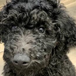 Jenji - Goldendoodle puppy in Peoria, Arizona from Sonoran Desert Doods