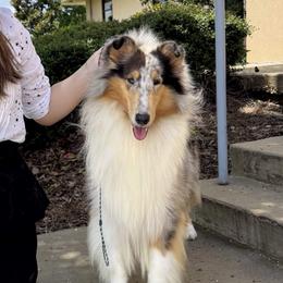 Satire - Collie