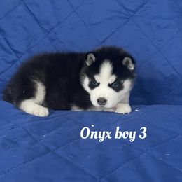 Onyx boy 3 - Black and white male Siberian Husky puppy in Ocala, Florida from Florida Husky Puppies