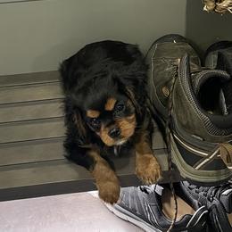 Cavalier King Charles Spaniel Puppies from Meant To Be Cavalier King Charles Spaniels