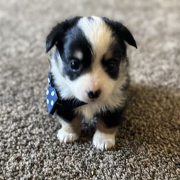Boy 2 - Black and tan male Corgipoo puppy in Junction, Utah from Sugar Doodles