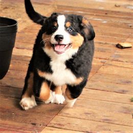 Bernese Mountain Dog Puppies from Baby Bear Bernese Kennel