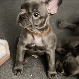 French Bulldog Puppies from Fabled Frenchies
