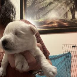 Miniature Schnauzer Puppies from S & S Miniature Schnauzer