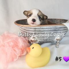 Girl 5 - Red Pembroke Welsh Corgi puppy in Cameron, North Carolina from Butts Family Corgis